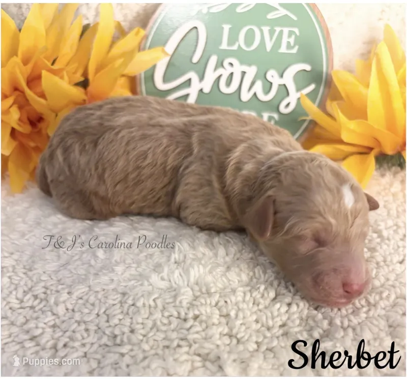 Sherbet – Poodle - Miniature  puppy for sale in East Bend, NC