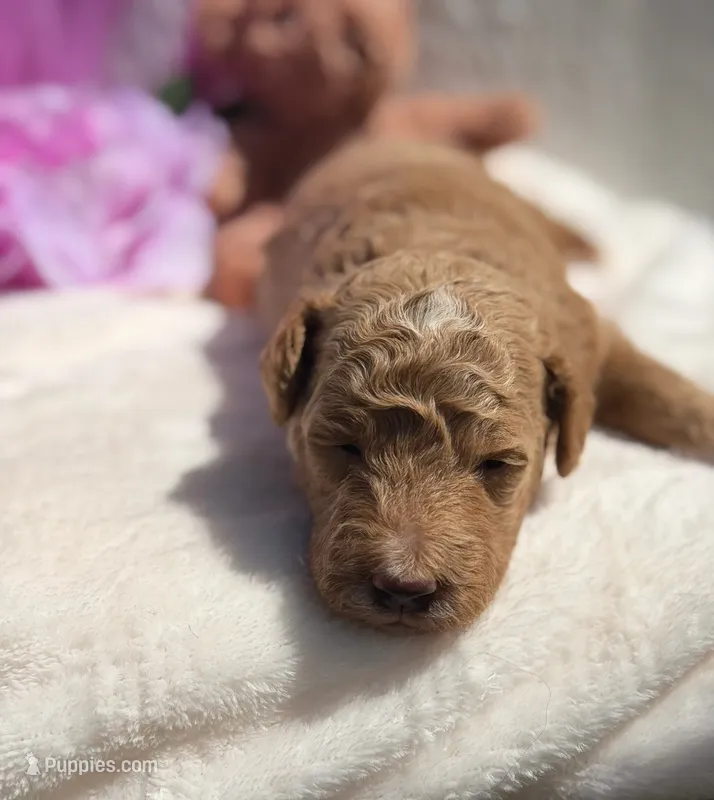 Sherbet – Poodle - Miniature  puppy for sale in East Bend, NC