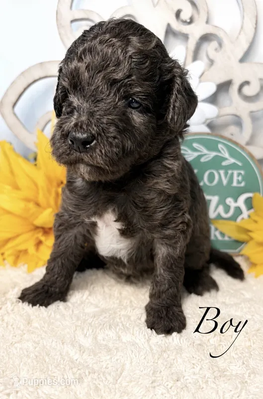 Choco Taco – Poodle - Miniature  puppy for sale in East Bend, NC
