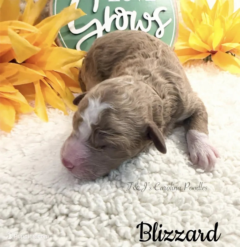 Blizzard – Poodle - Miniature  puppy for sale in East Bend, NC