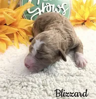 Blizzard, a male Poodle - Miniature  for sale in East Bend, NC – 1 of 1