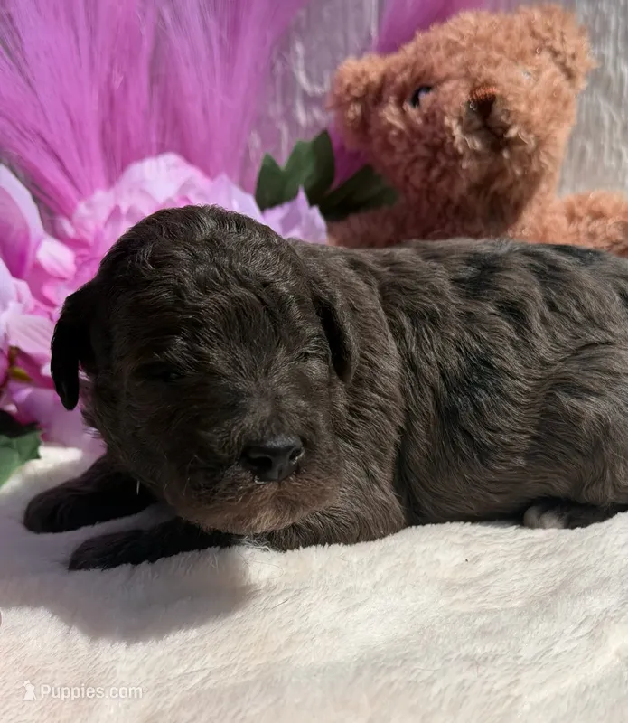 Choco Taco – Poodle - Miniature  puppy for sale in East Bend, NC