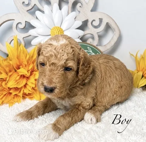Sherbet – Poodle - Miniature  puppy for sale in East Bend, NC