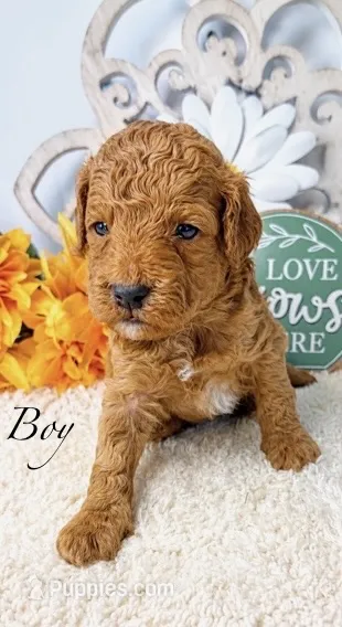 Gelato – Poodle - Miniature  puppy for sale in East Bend, NC