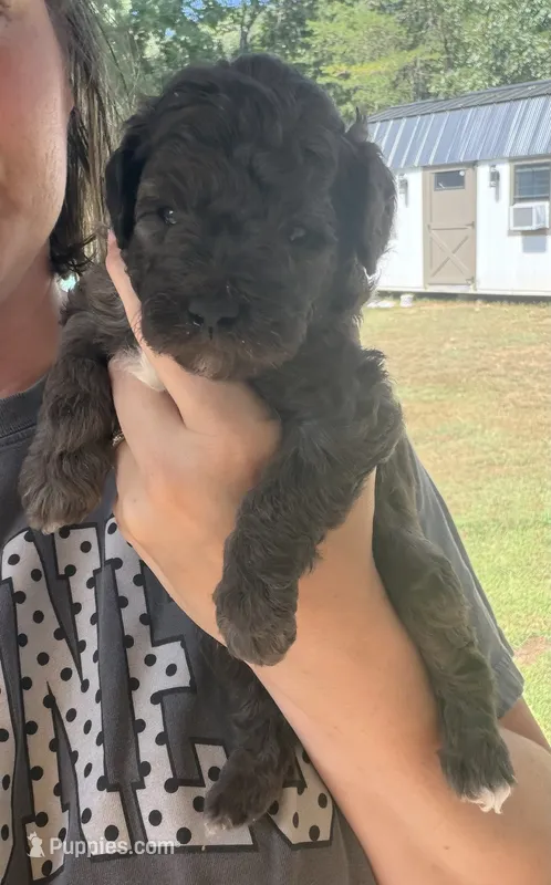 Choco Taco – Poodle - Miniature  puppy for sale in East Bend, NC