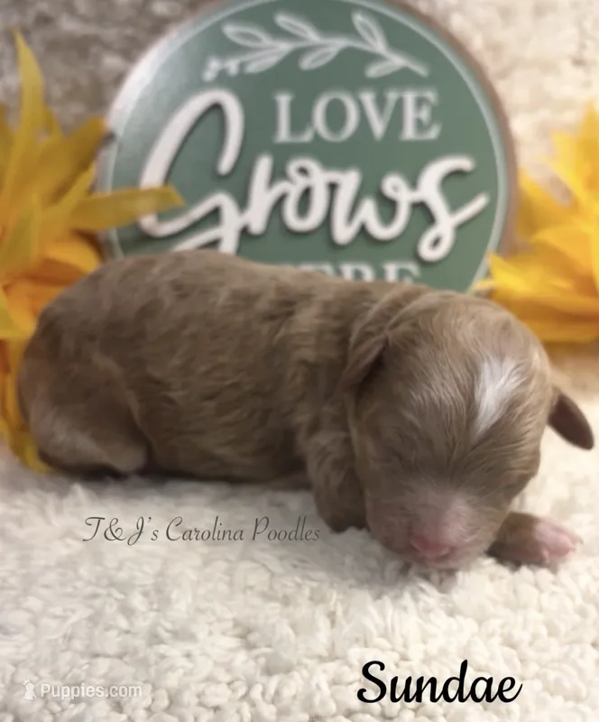 Sundae – Poodle - Miniature  puppy for sale in East Bend, NC
