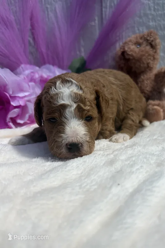 Blizzard – Poodle - Miniature  puppy for sale in East Bend, NC