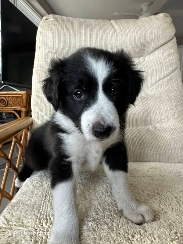 Checkers – Border Collie puppy for sale in Seminole, FL