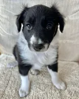 Checkers, a female Border Collie for sale in Seminole, FL – Photo 3 of 5