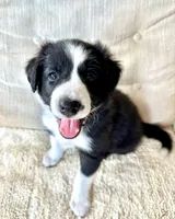 Checkers, a female Border Collie for sale in Seminole, FL – Photo 4 of 5