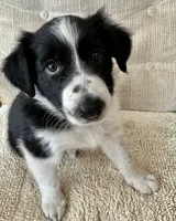 Checkers, a female Border Collie for sale in Seminole, FL – Photo 2 of 5