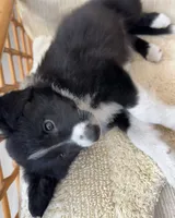 Checkers, a female Border Collie for sale in Seminole, FL – Photo 5 of 5