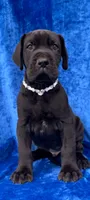 Nate , a male Great Dane for sale in Vienna, MO – 6 of 6