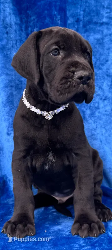 Nate  – Great Dane puppy for sale in Vienna, MO
