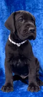 Nate , a male Great Dane for sale in Vienna, MO – 1 of 6
