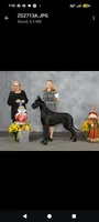 Nate , a male Great Dane for sale in Vienna, MO – 4 of 6