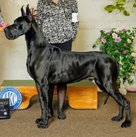 Nate , a male Great Dane for sale in Vienna, MO – 2 of 6