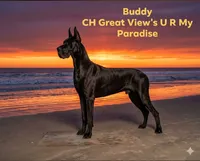Nate , a male Great Dane for sale in Vienna, MO – 3 of 6