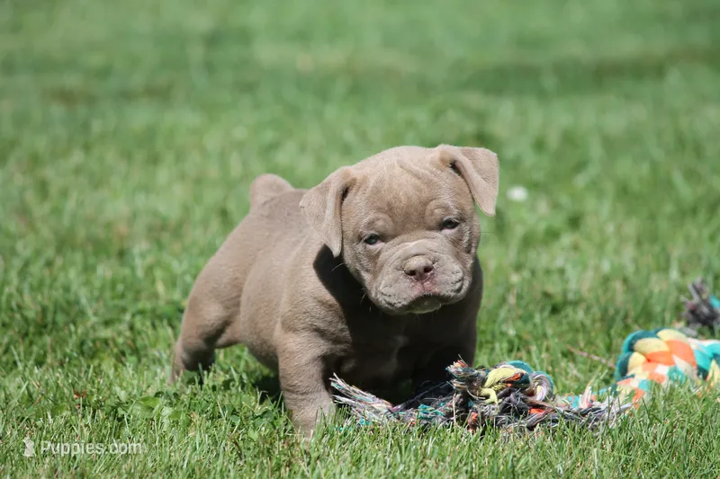 BlueGates DILTON – Olde English Bulldogge puppy for sale in Apple Creek, OH