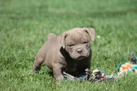 BlueGates DILTON, a male Olde English Bulldogge for sale in Apple Creek, OH – 1 of 8