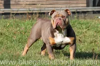 BlueGates DILTON, a male Olde English Bulldogge for sale in Apple Creek, OH – 8 of 8