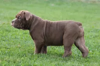 BlueGates MIDGE, a female Olde English Bulldogge for sale in Apple Creek, OH – 4 of 5