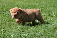 BlueGates Archie, a male Olde English Bulldogge for sale in Apple Creek, OH – 5 of 10