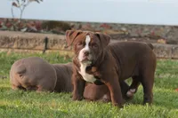 BlueGates VERONICA, a female Olde English Bulldogge for sale in Apple Creek, OH – 5 of 7
