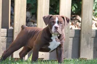 BlueGates VERONICA, a female Olde English Bulldogge for sale in Apple Creek, OH – 2 of 7
