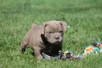 BlueGates DILTON, a male Olde English Bulldogge for sale in Apple Creek, OH – 6 of 8