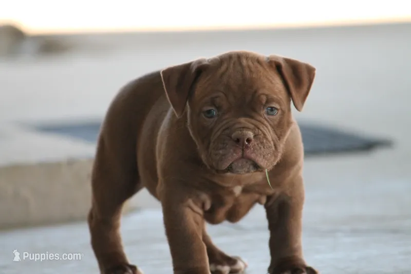 BlueGates REGGIE – Olde English Bulldogge puppy for sale in Apple Creek, OH