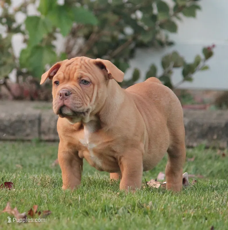 BlueGates Archie – Olde English Bulldogge puppy for sale in Apple Creek, OH