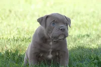 BlueGates DILTON, a male Olde English Bulldogge for sale in Apple Creek, OH – 2 of 8