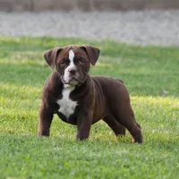 BlueGates VERONICA, a female Olde English Bulldogge for sale in Apple Creek, OH – 6 of 7