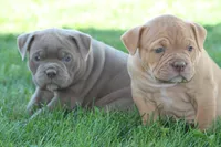 BlueGates DILTON, a male Olde English Bulldogge for sale in Apple Creek, OH – 5 of 8