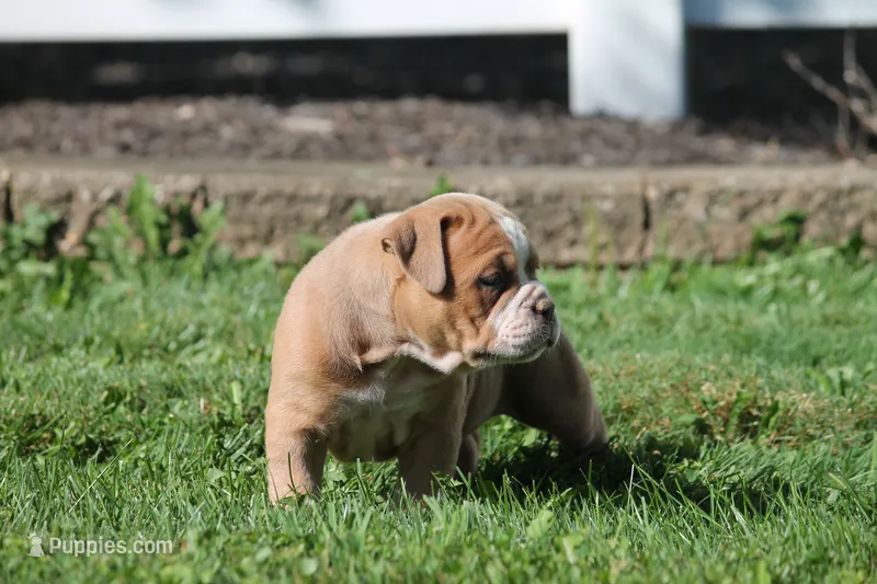 BlueGates SABRINA – Olde English Bulldogge puppy for sale in Apple Creek, OH