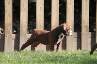 BlueGates VERONICA, a female Olde English Bulldogge for sale in Apple Creek, OH – 3 of 7