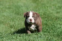 BlueGates ETHYL, a female Olde English Bulldogge for sale in Apple Creek, OH – 2 of 7