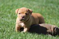 BlueGates Archie, a male Olde English Bulldogge for sale in Apple Creek, OH – 2 of 10