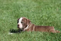 BlueGates ETHYL, a female Olde English Bulldogge for sale in Apple Creek, OH – 4 of 7