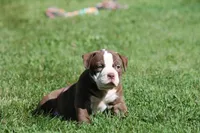 BlueGates ETHYL, a female Olde English Bulldogge for sale in Apple Creek, OH – 1 of 7