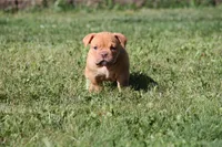 BlueGates CHERYL, a female Olde English Bulldogge for sale in Apple Creek, OH – 3 of 6