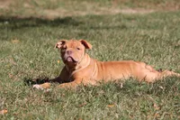 BlueGates BETTY, a female Olde English Bulldogge for sale in Apple Creek, OH – 8 of 8