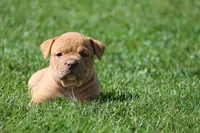 BlueGates Archie, a male Olde English Bulldogge for sale in Apple Creek, OH – 8 of 10