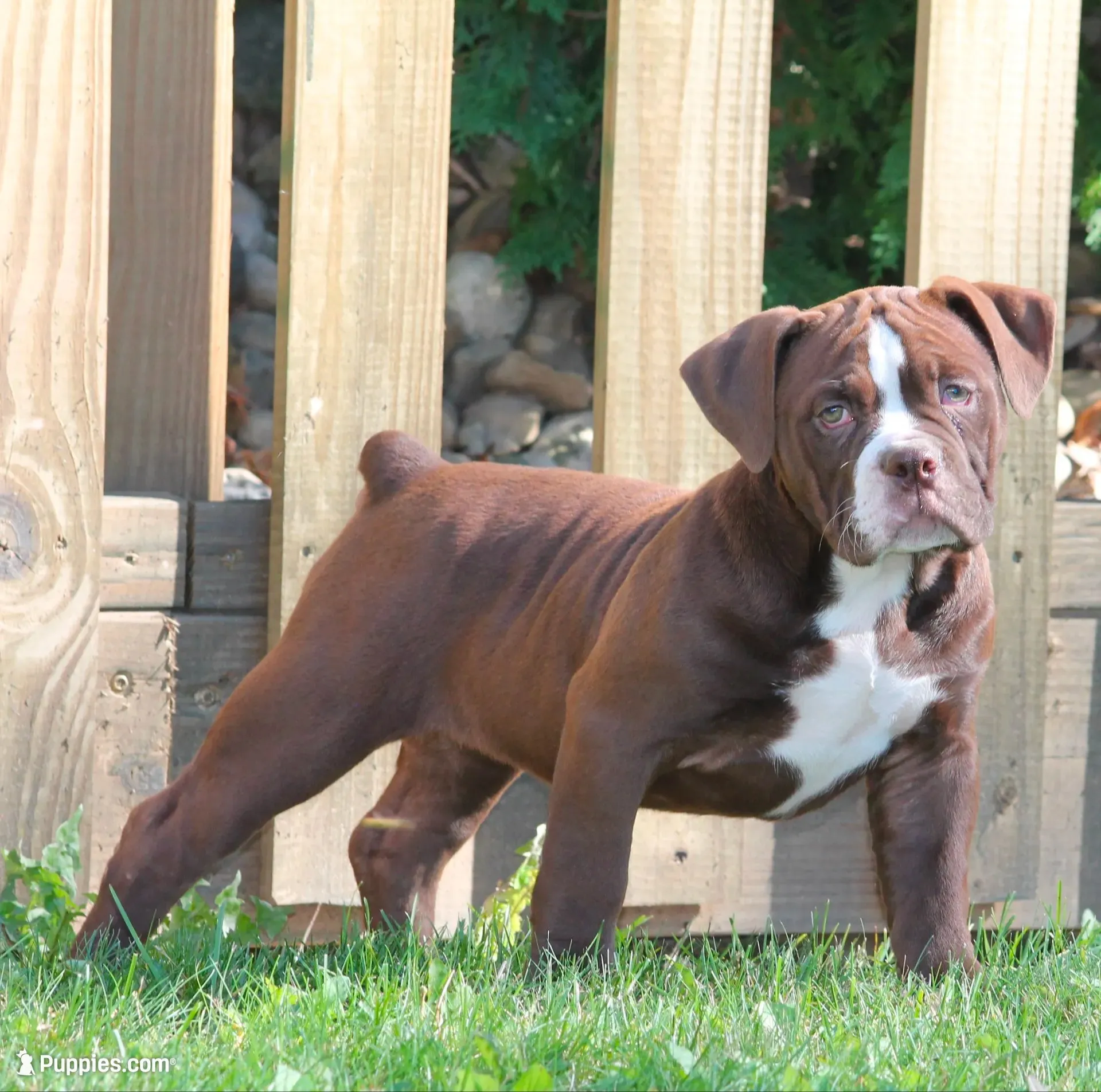 BlueGates VERONICA, a female Olde English Bulldogge for sale in Apple Creek, OH – 1 of 7