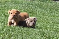 BlueGates Archie, a male Olde English Bulldogge for sale in Apple Creek, OH – 7 of 10