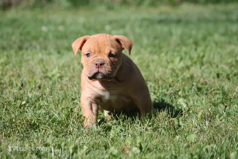 BlueGates CHERYL – Olde English Bulldogge puppy for sale in Apple Creek, OH