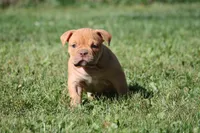 BlueGates CHERYL, a female Olde English Bulldogge for sale in Apple Creek, OH – 1 of 6