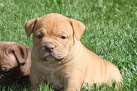 BlueGates Archie, a male Olde English Bulldogge for sale in Apple Creek, OH – 6 of 10