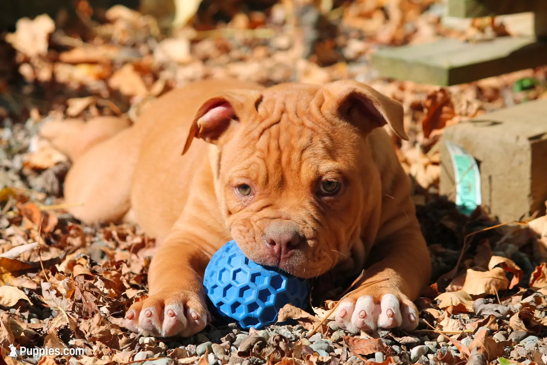 BlueGates BETTY, a female Olde English Bulldogge for sale in Apple Creek, OH – 2 of 8